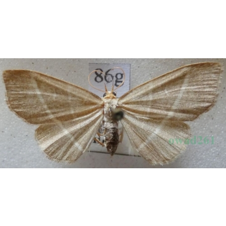 Trisateles emortualis (Denis & Schiffermüller, 1775) Pomiarka zmarlica Czech86g